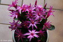CACTUS de Paques